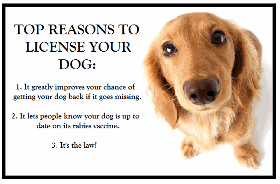 TOP REASONS TO LICENSE YOUR DOG