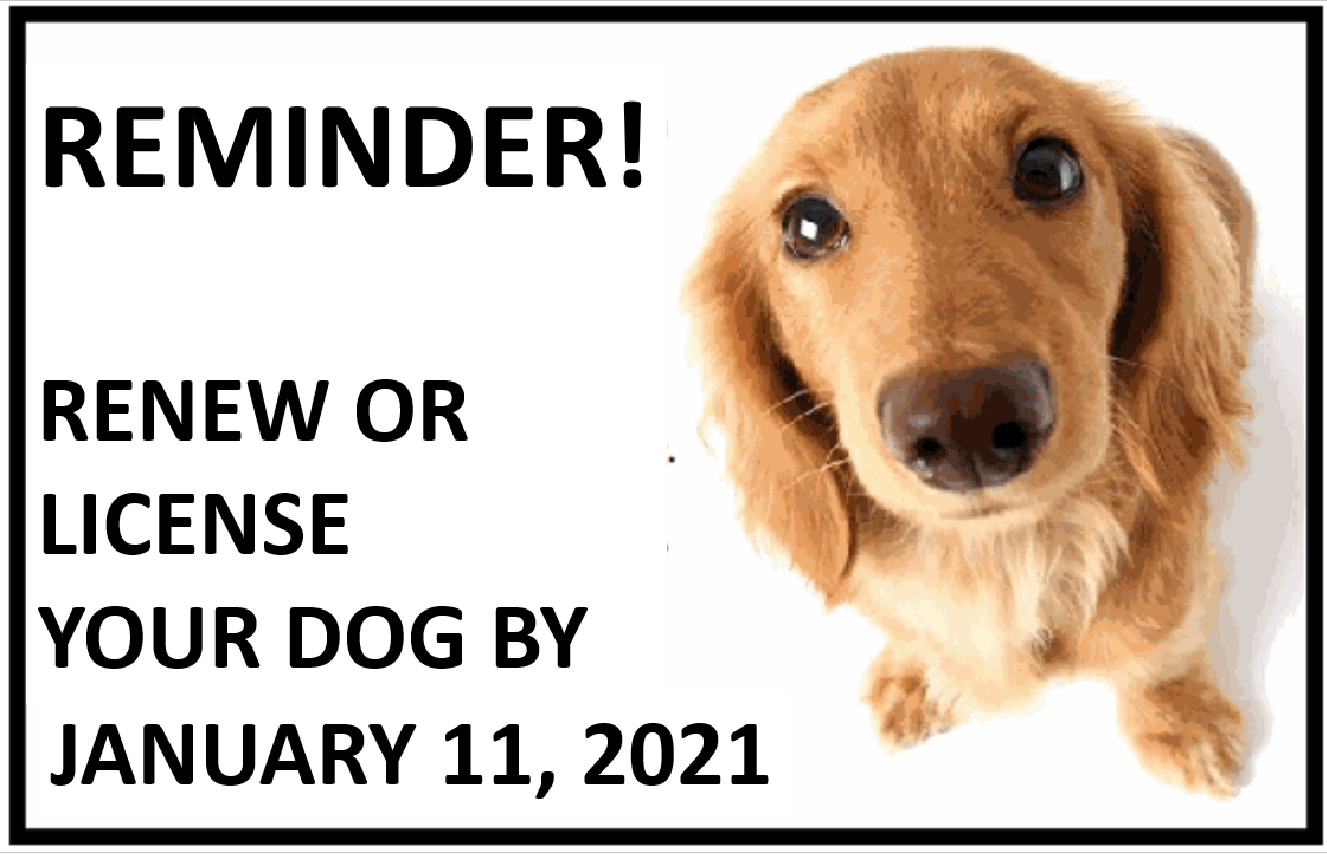 12-04-20 RENEW YOUR DOG LICENSE BANNER